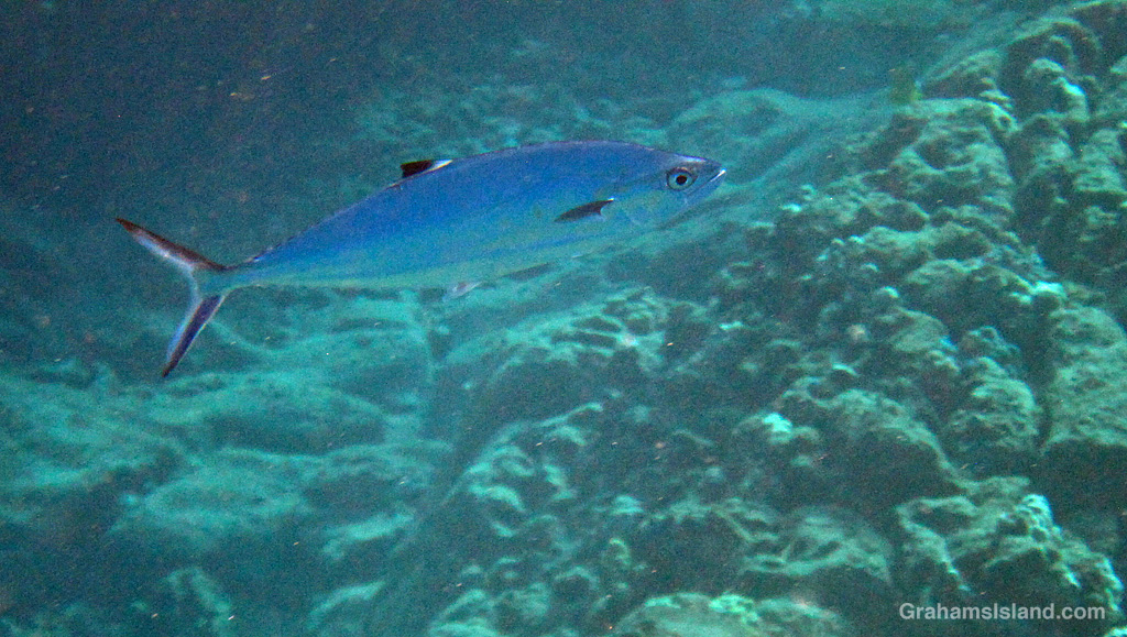 A leatherback fish in the waters off Hawaii