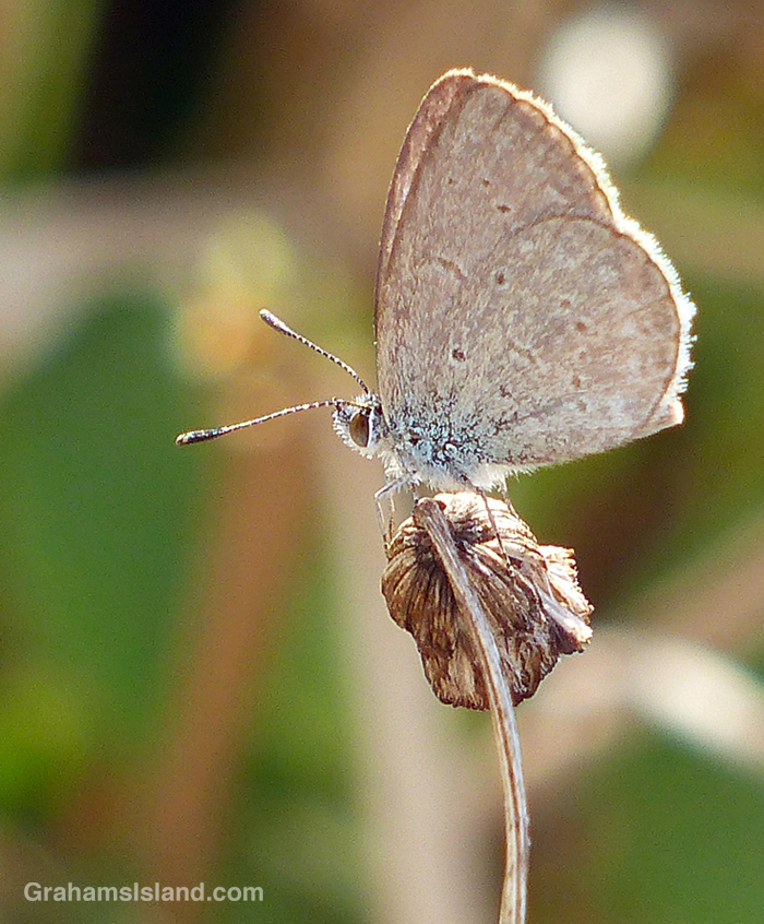 A Lesser grass-blue butterfly in Hawaii