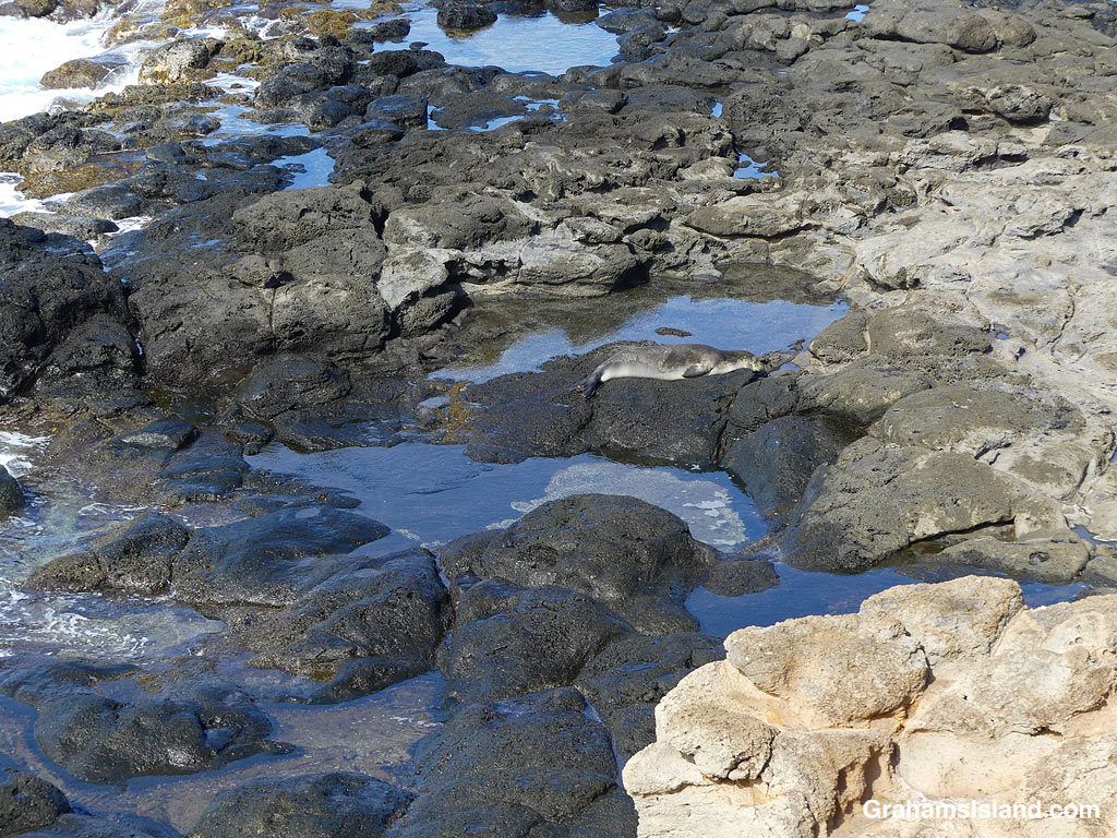 A Hawaiian Monk Seal rests at Upolu on the Big Island of Hawaii