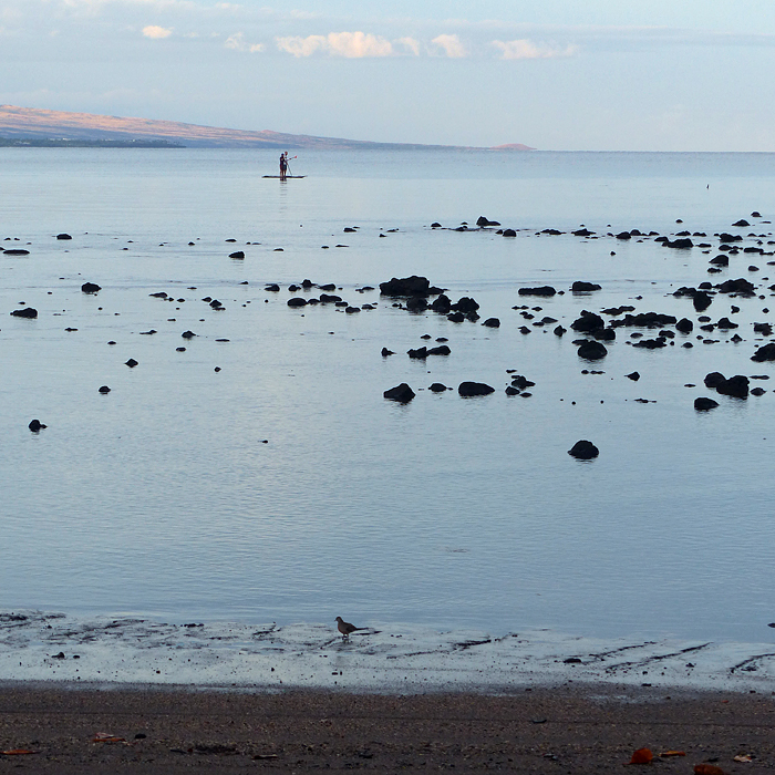 Paddleboarders in the waters off Hawaii