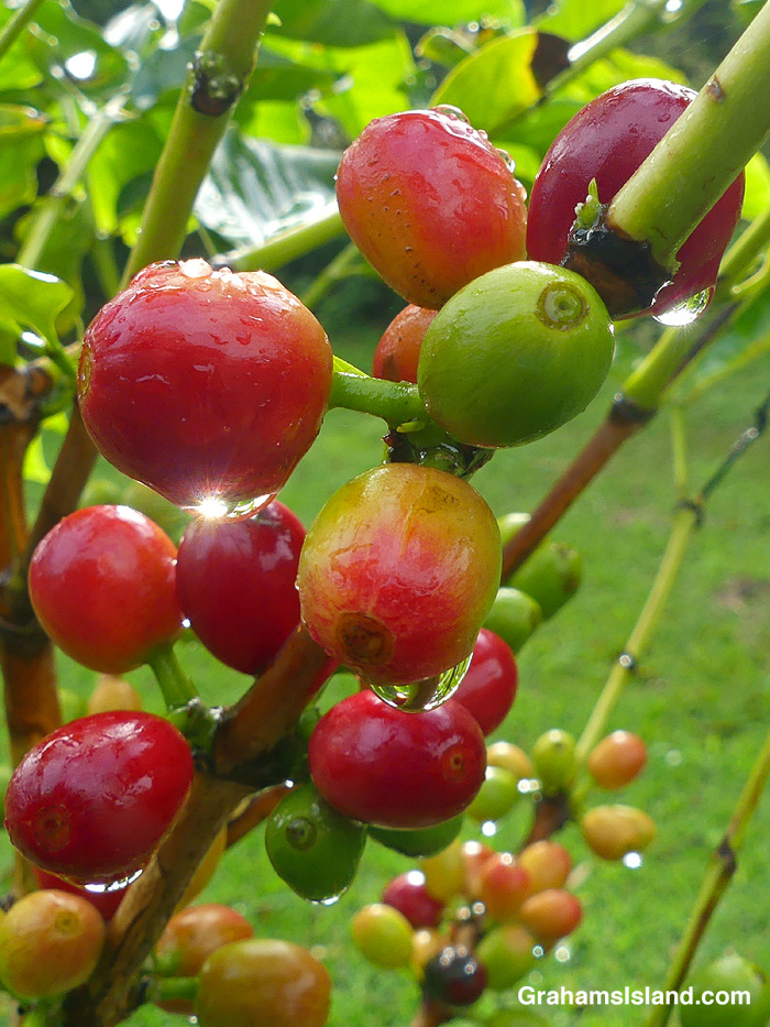 Raindrops on coffee berries in Hawaii
