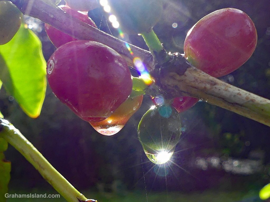 Raindrops on coffee berries in Hawaii