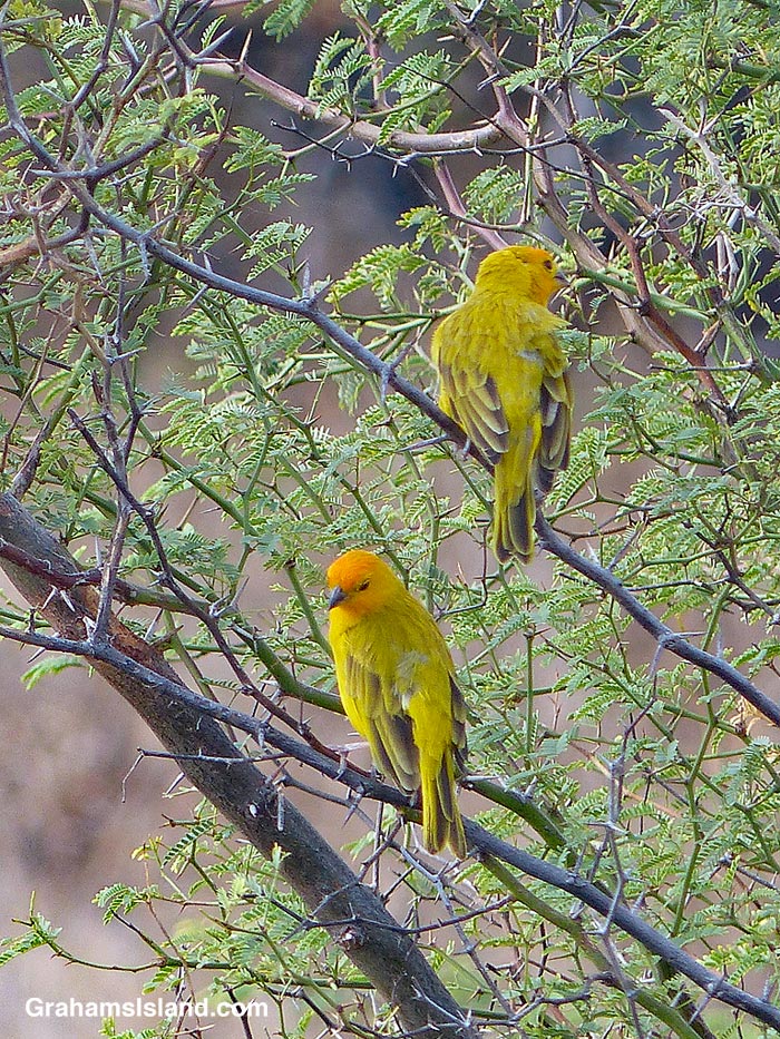 A pair of Saffron Finches in Hawaii