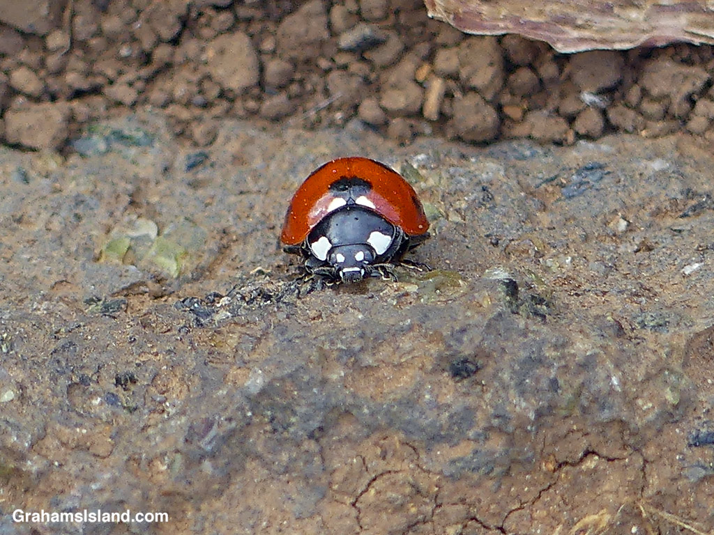 A Seven-spotted Lady Beetle in Hawaii