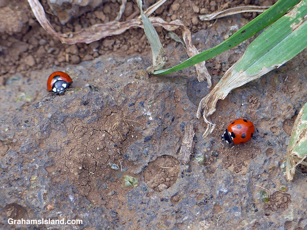 Two Seven-spotted Lady Beetles in Hawaii