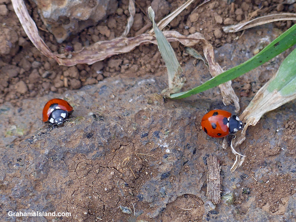 Two Seven-spotted Lady Beetles in Hawaii