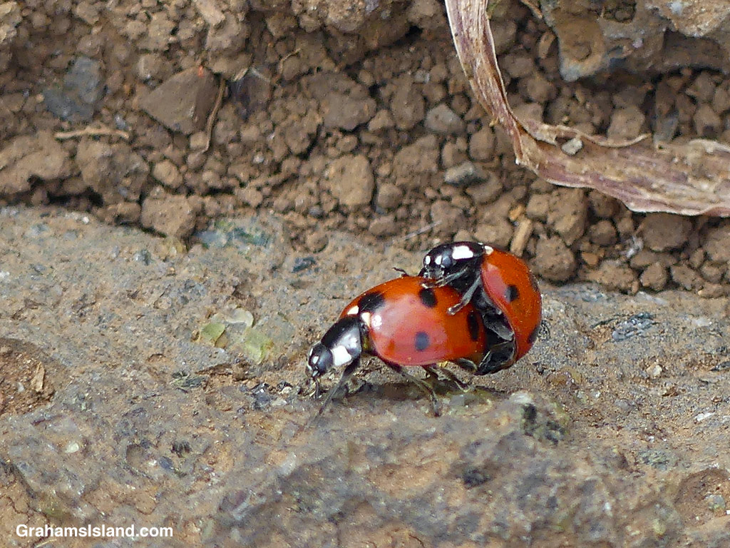 Two Seven-spotted Lady Beetles mating in Hawaii