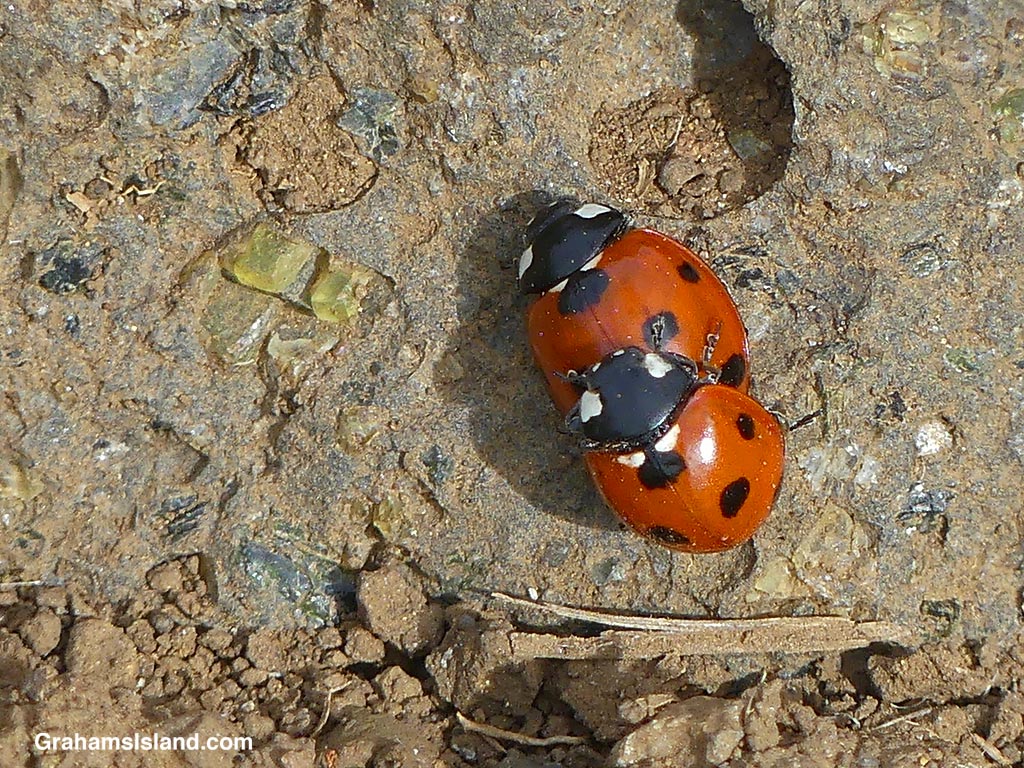 Two Seven-spotted Lady Beetles mating in Hawaii