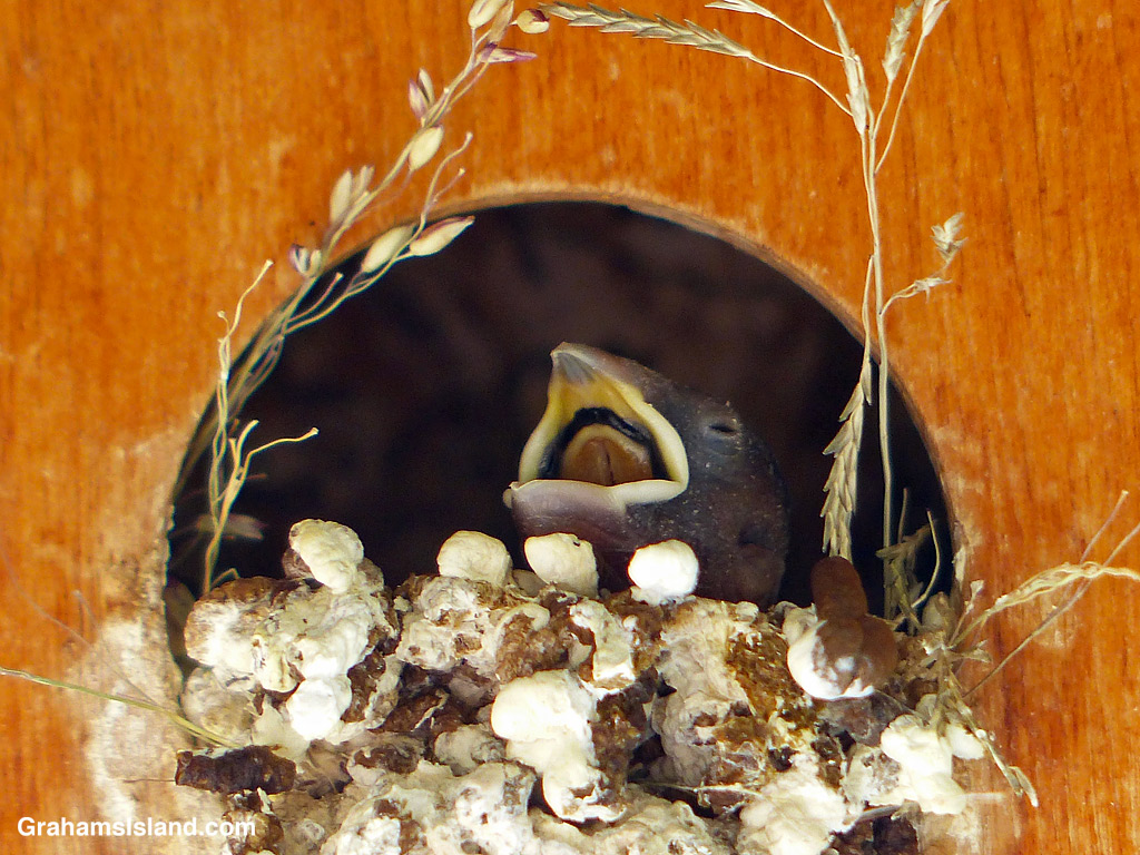 A baby bird calling for food in Hawaii