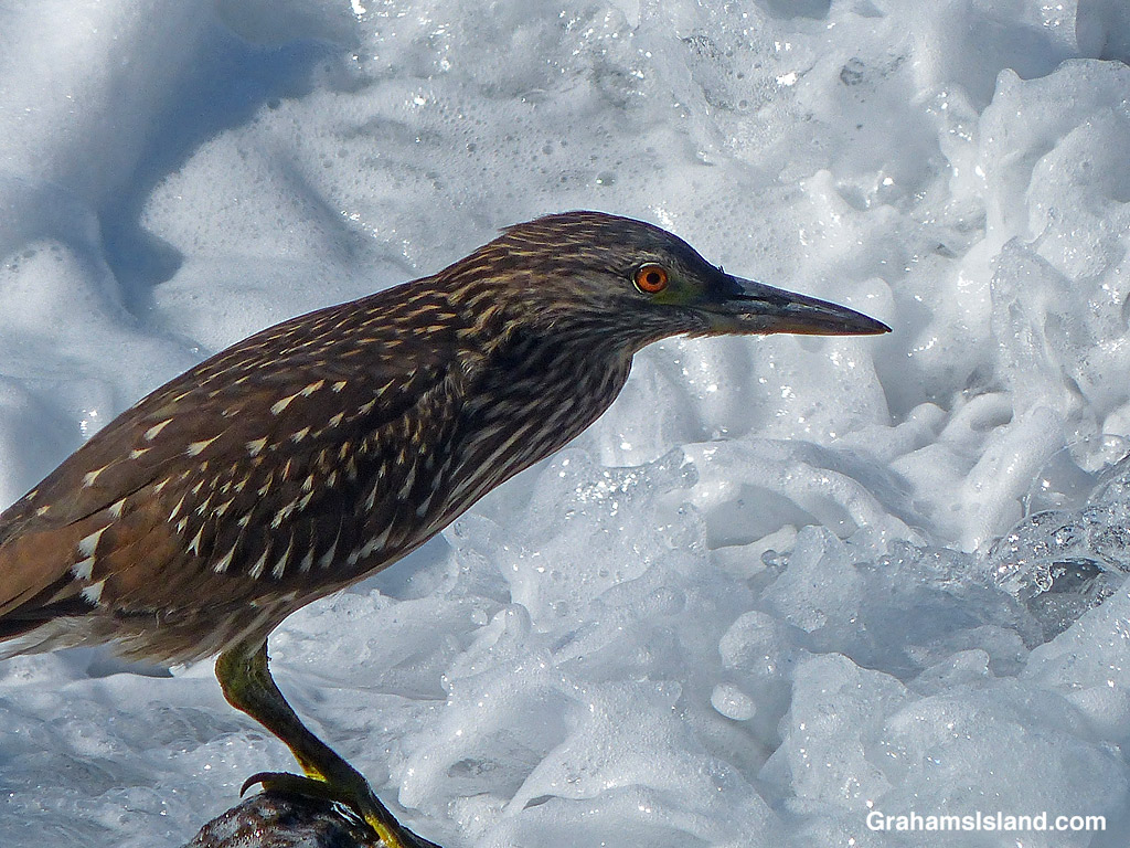 A Black-Crowned Night Heron juvenile in Hawaii