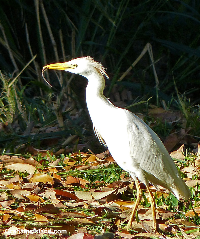 A cattle egret catches an anole in Hawaii