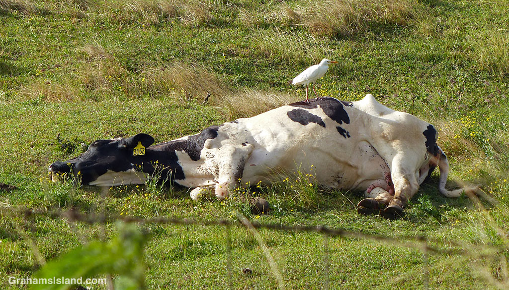 A cattle egret stands on a sleeping cow in Hawaii