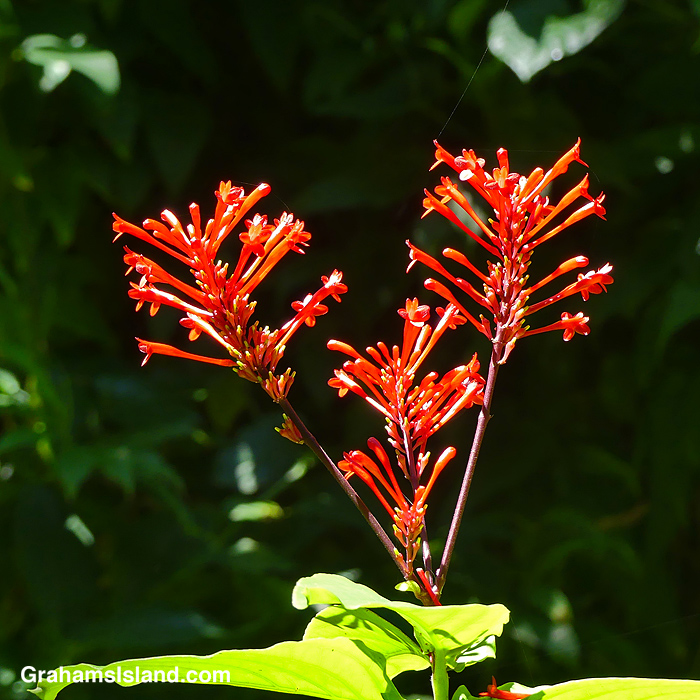 A firecracker plant in Hawaii