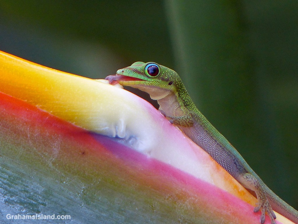 A gold dust day gecko licks moisture off a bird of paradise flower in Hawaii