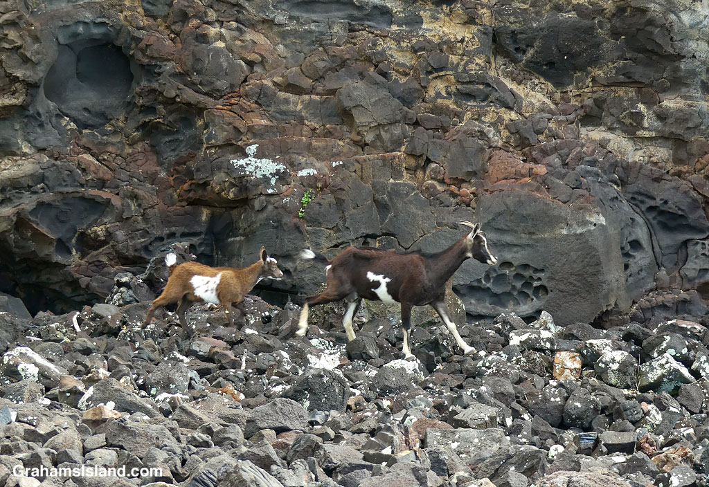 Goats scamper across rocks in Hawaii