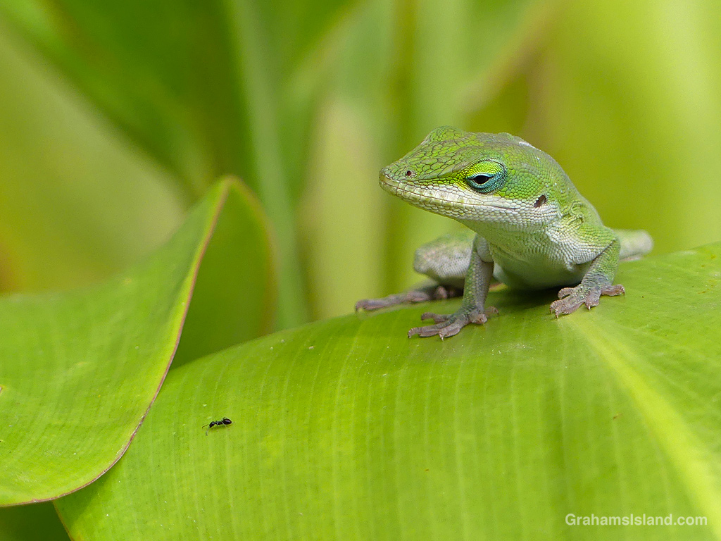 A green anole on a ti plant in Hawaii