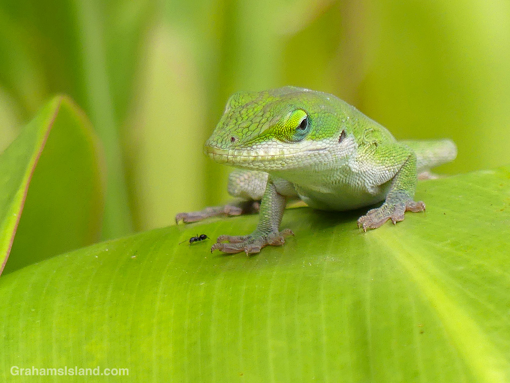 A green anole on a ti plant in Hawaii