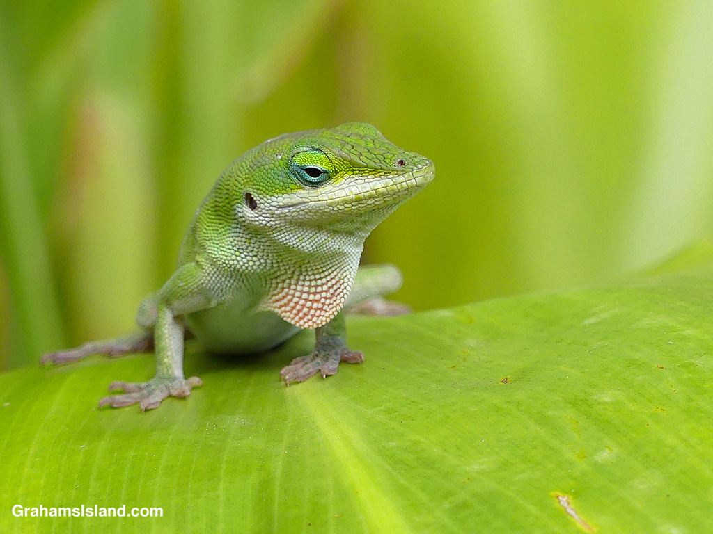 A green anole on a ti plant in Hawaii