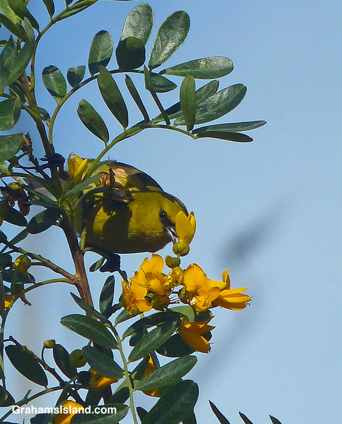 A Hawaiian Amakihi feeds at a mamane flower in Hawaii