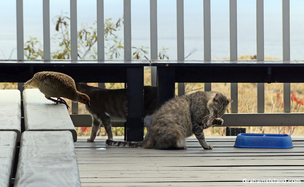 A gray francolin ventures into the territory of some cats in Hawaii