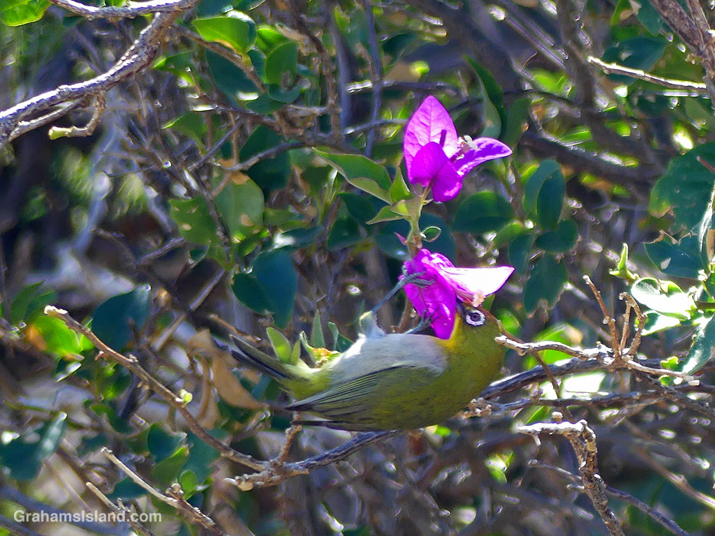 A Japanese White-eye feeds at a bougainvillea in Hawaii