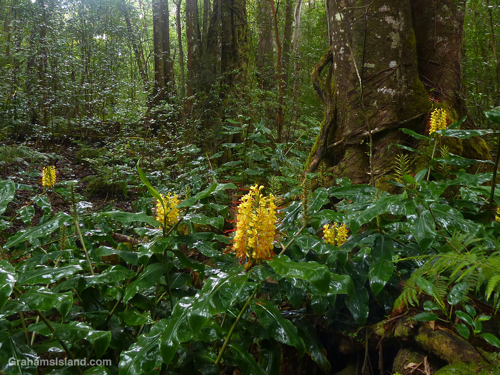 Kahili ginger in the rain in Kalopa park Hawaii