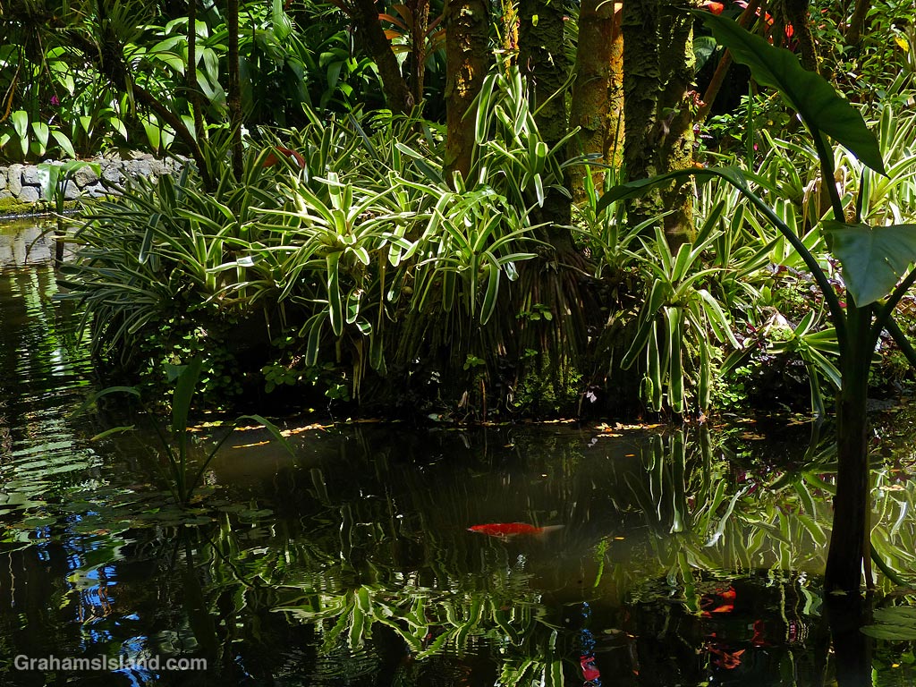 Koi swim in Lily Lake at Hawaii Tropical Bioreserve and Gardens