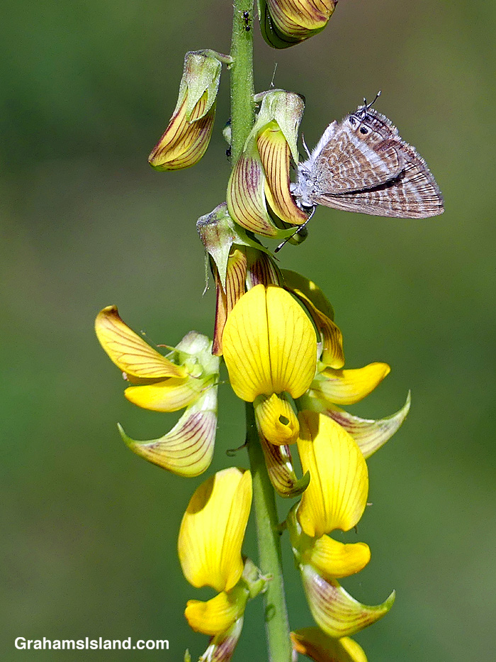 A Long-tailed-Blue-Butterfly in Hawaii