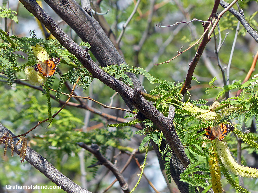Two painted lady butterflies in a kiawe tree in Hawaii