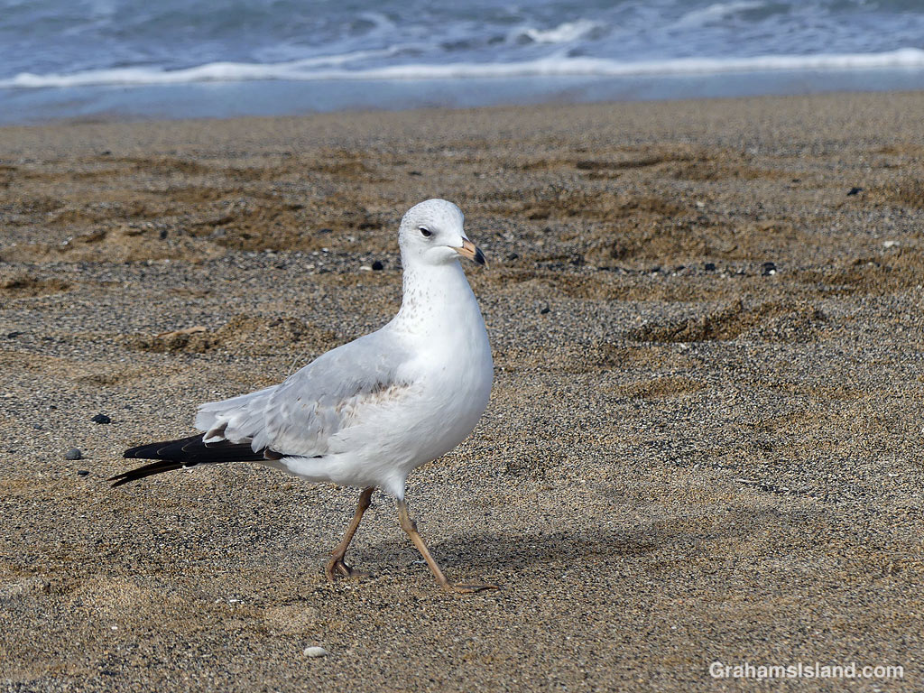 A Ring-billed gull in Hawaii