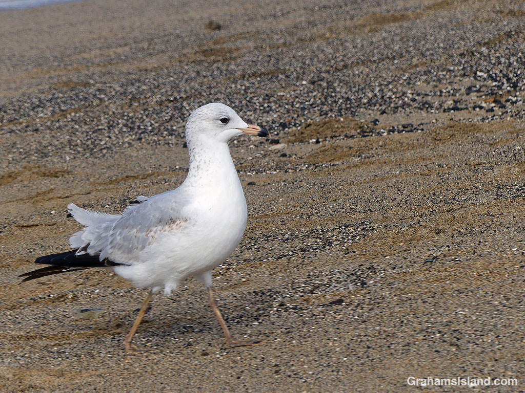 A Ring-billed gull in Hawaii