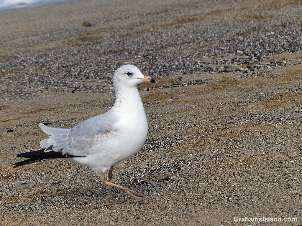 A Ring-billed gull in Hawaii
