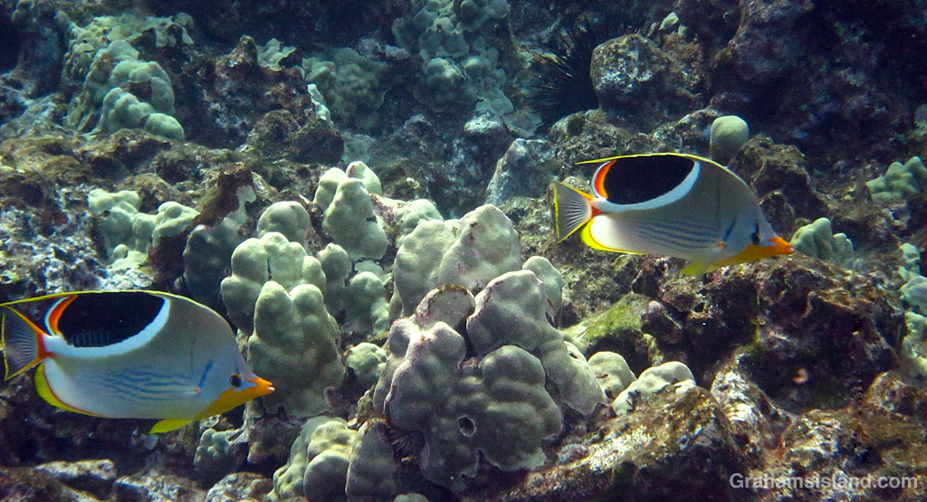 Saddleback Butterflyfishes