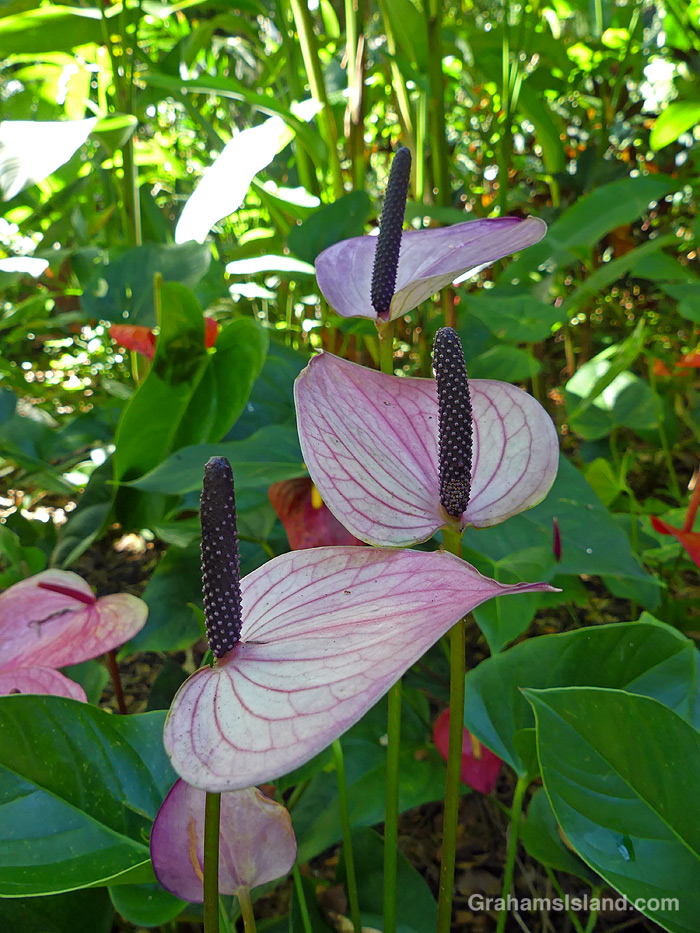 Three anthuriums at Hawaii Tropical Bioreserve and Gardens