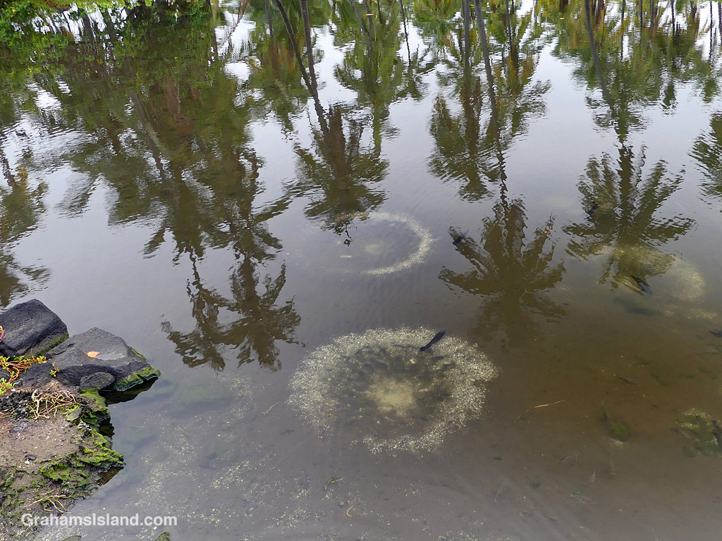 Tilapia in a fishpond at Pu'uhonua o Hōnaunau National Historical Park on the Big Island, Hawaii
