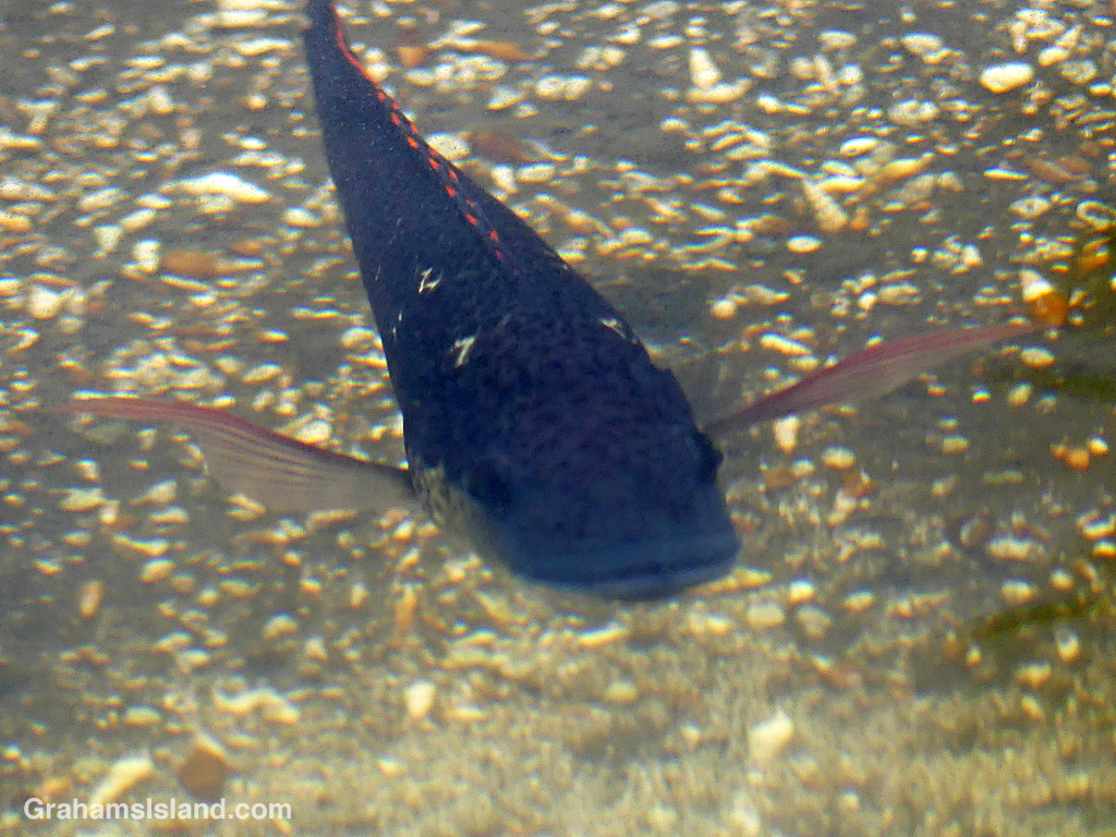 Tilapia in a fishpond at Pu'uhonua o Hōnaunau National Historical Park on the Big Island, Hawaii