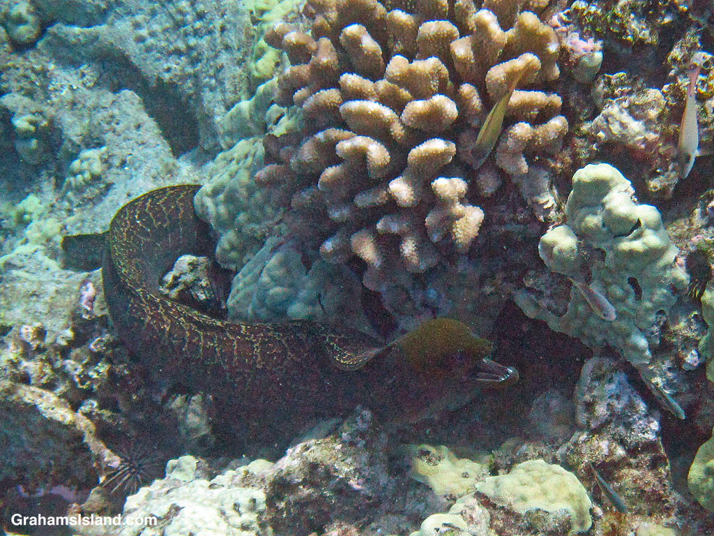 An Undulated Moray Eel in the waters off Hawaii