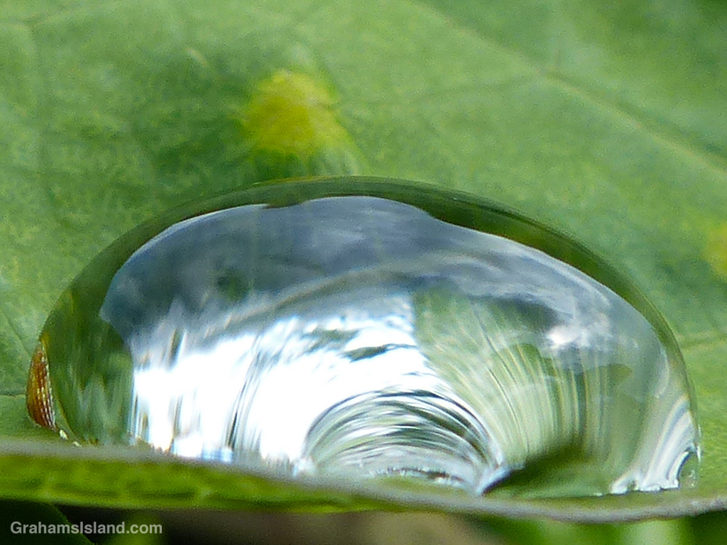 A drop of water on a passion vine leaf in Hawaii
