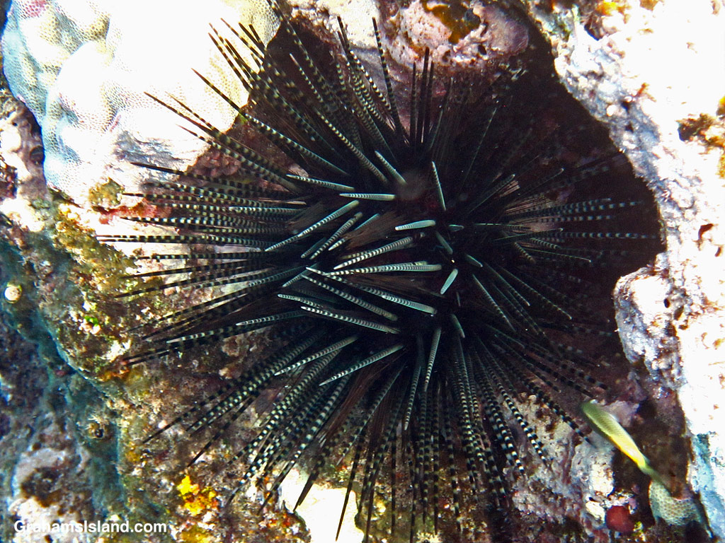 A banded Urchin in the waters off Hawaii