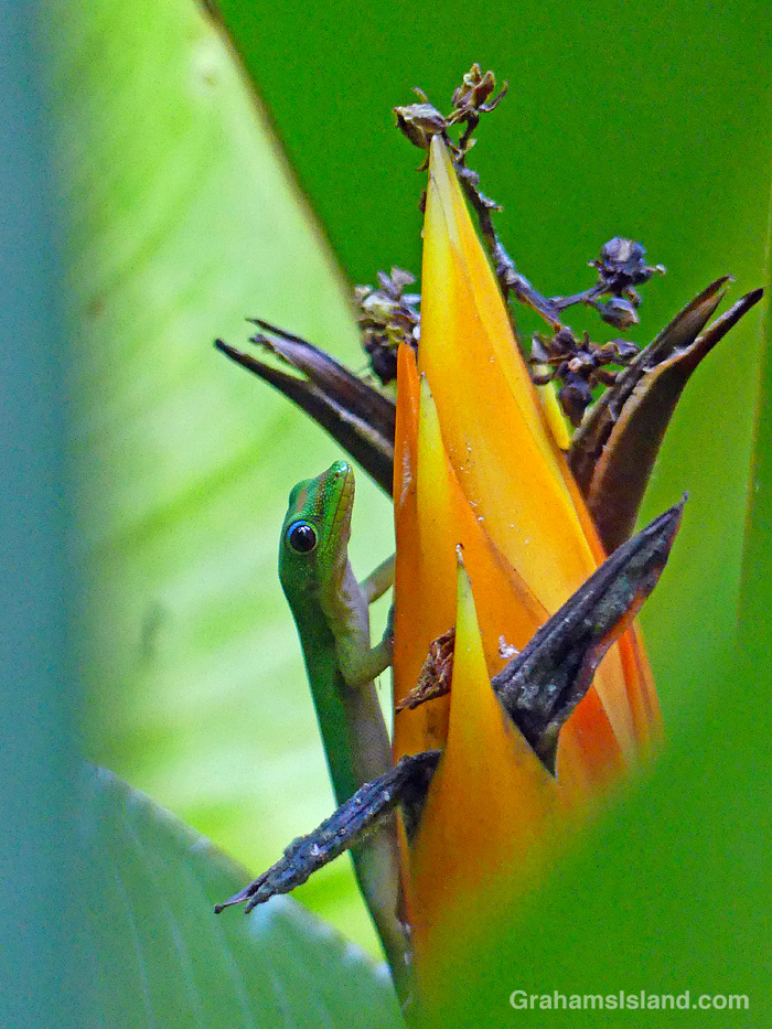 A Gold Dust Day Gecko in a heliconia in Hawaii