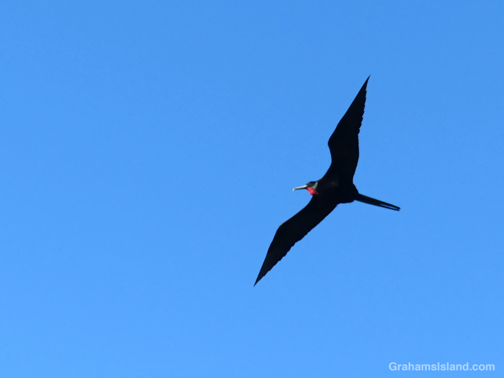 A Great Frigatebird flying over Hawaii