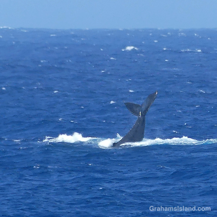 A Humpback Whale slaps its tail in the waters off Hawaii