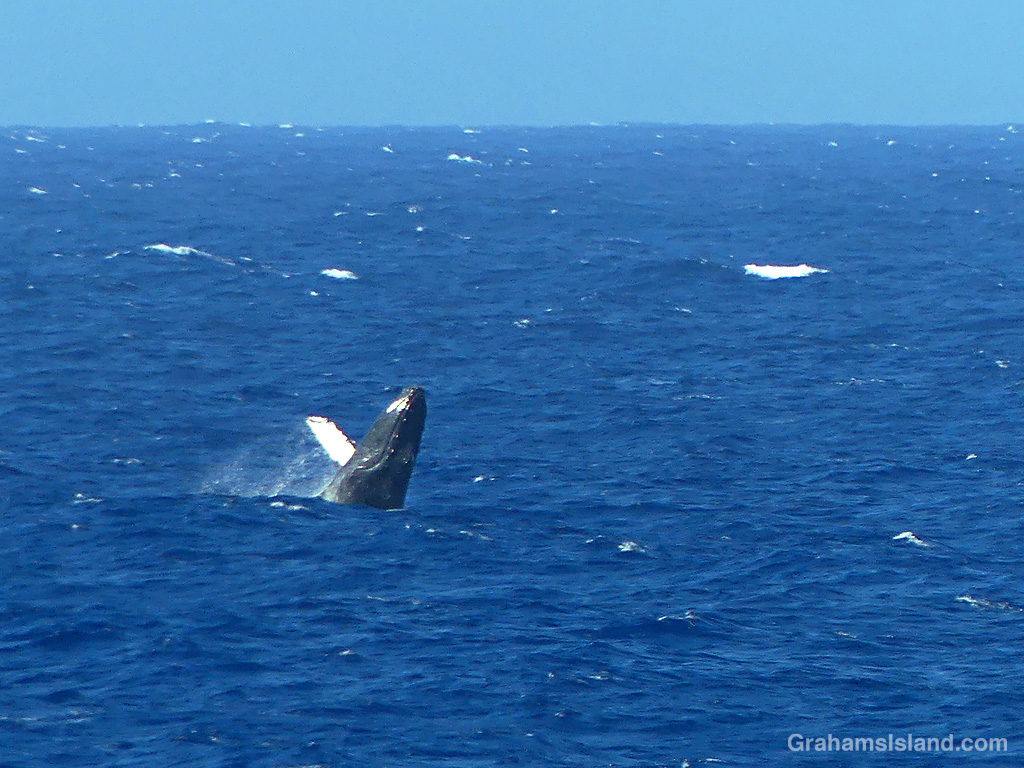 A Humpback Whale emerges from the waters off Hawaii