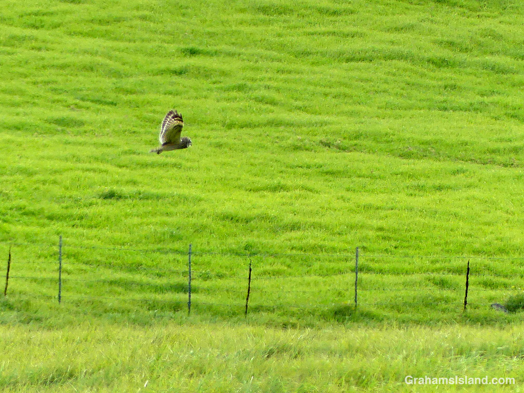 A pueo flies over the pastures of North Kohala in Hawaii