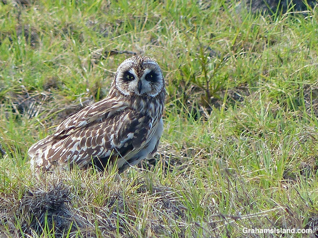 A pueo looks watchful in Hawaii