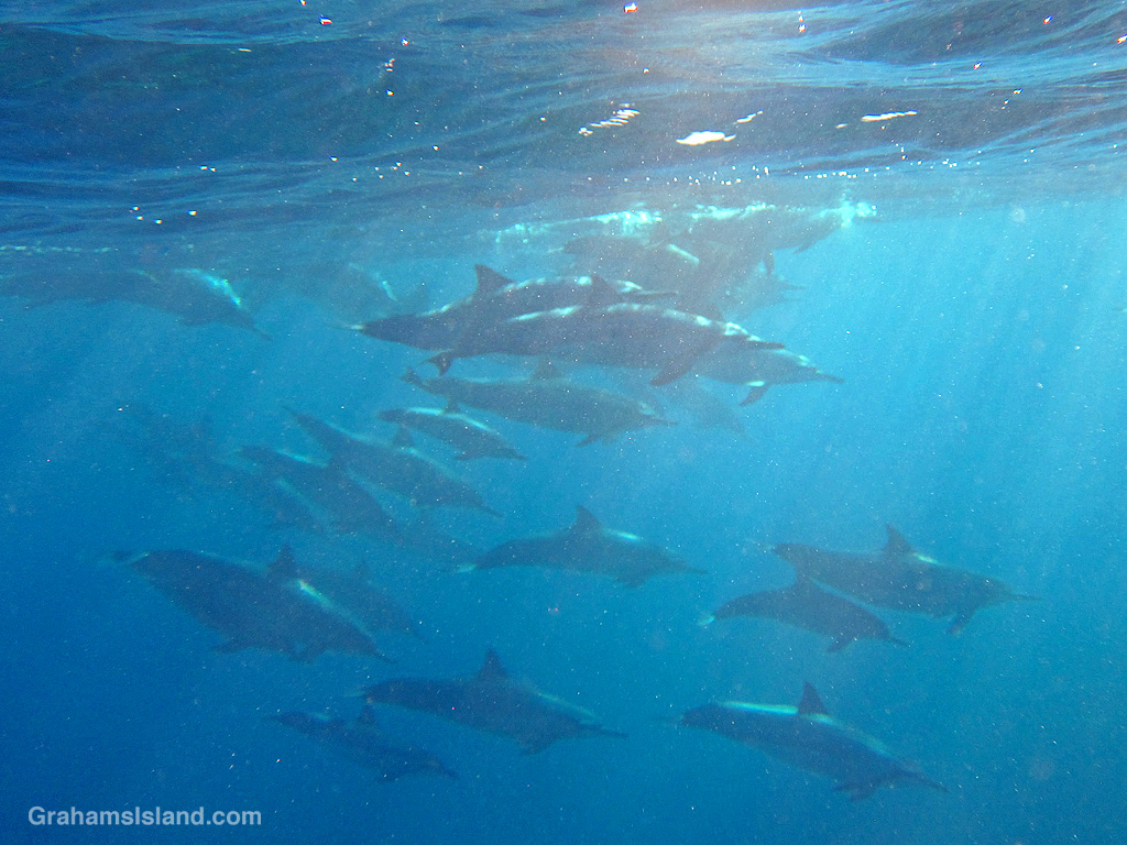 A pod of Spinner Dolphins swims through hazy water off the coast of Hawaii