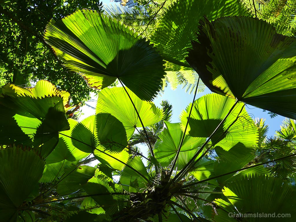 Tropical Foliage and shadows in Hawaii