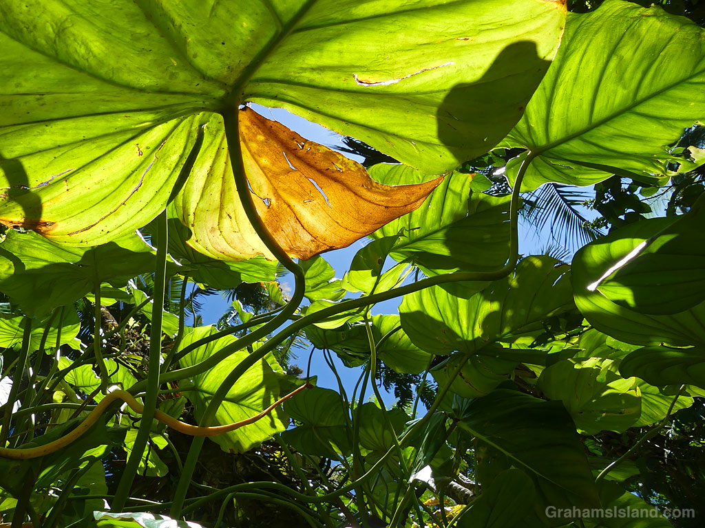 Tropical Foliage and shadows in Hawaii