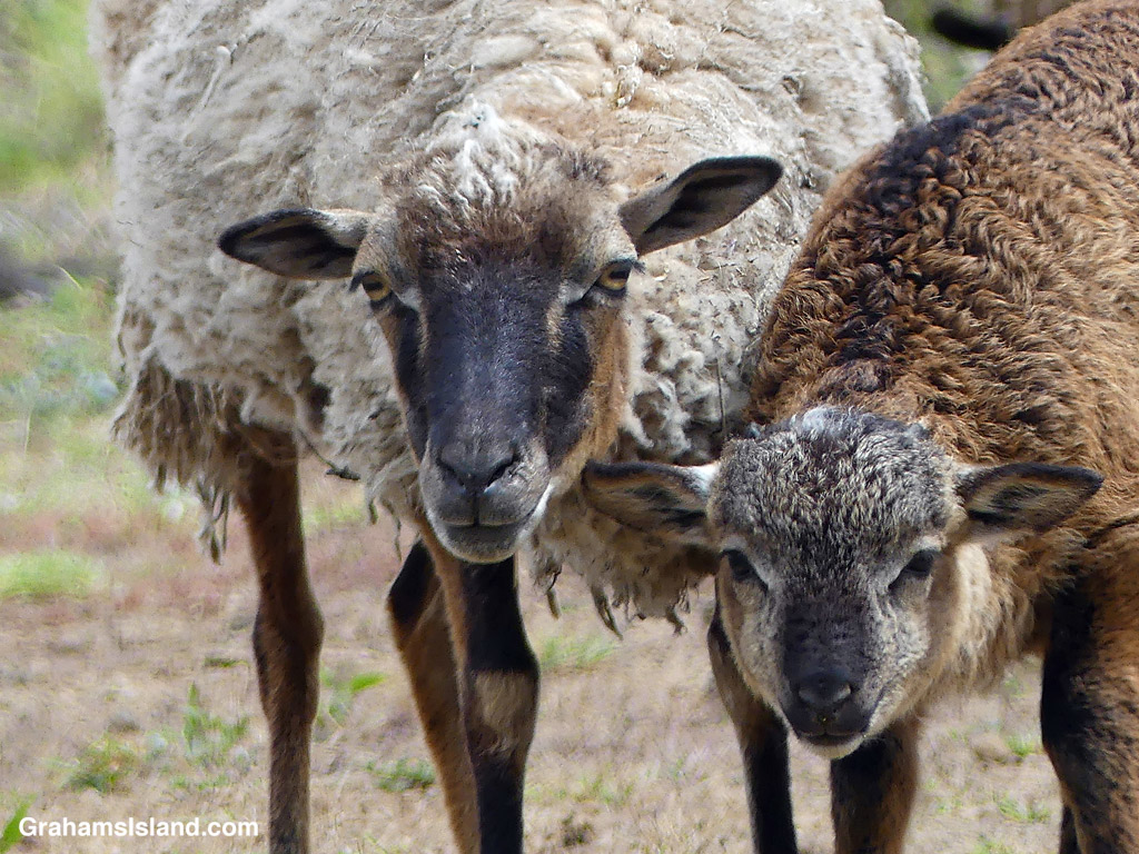 Two sheep looking watchful at Puu Waawaa in Hawaii