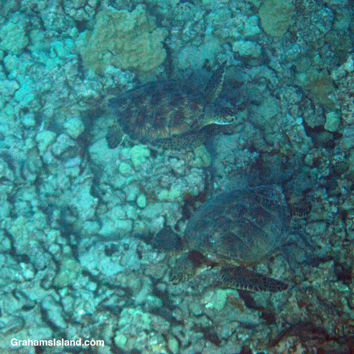 Two Hawaiian Green Turtles circle in the waters off Hawaii